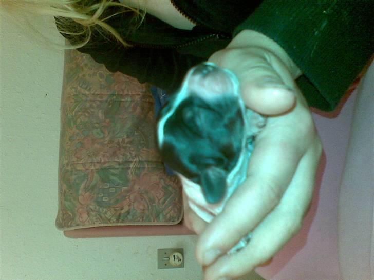 Cocker spaniel Bella - Her er prinsessen 1 uge gammel :) billede 4