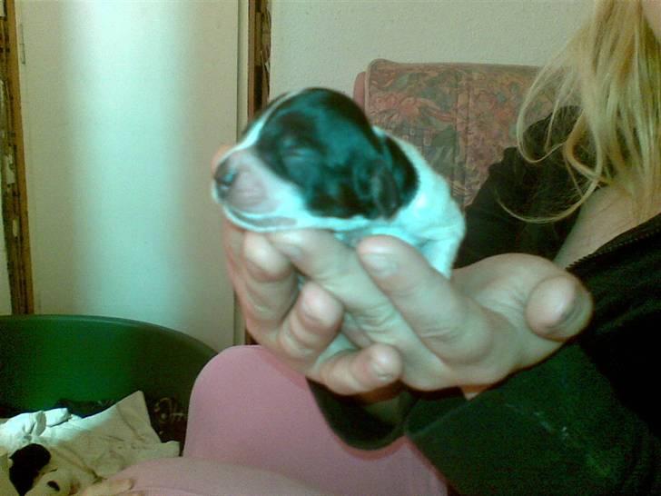 Cocker spaniel Bella - Her er prinsessen 1 uge gammel :) billede 5