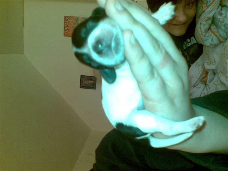 Cocker spaniel Bella - Her er prinsessen 1 uge gammel :) billede 6