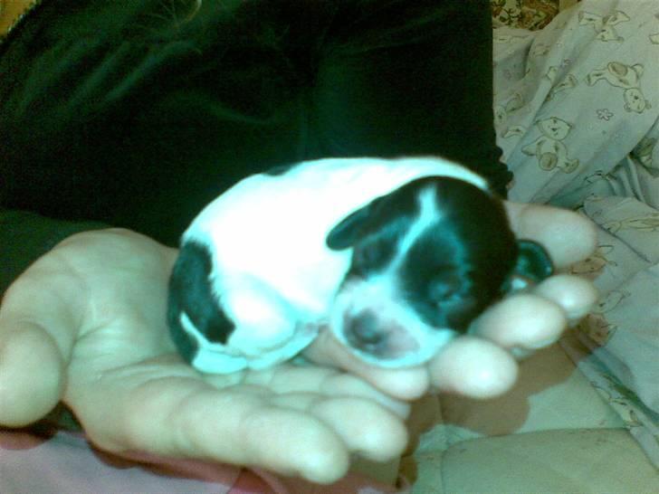 Cocker spaniel Bella - Her er prinsessen 1 uge gammel :) billede 7