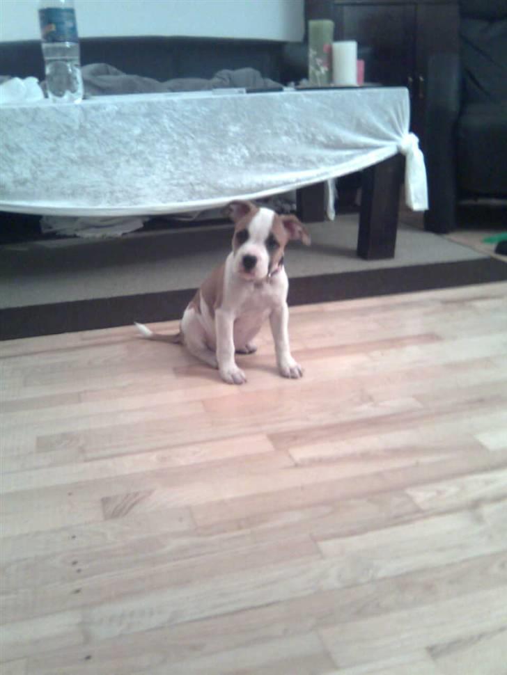 Blanding af racer Gaby billede 1