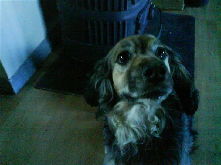 Blanding af racer Balder *fået andet hjem* - mor!?! altså jeg ser da dum ud, ikk tag billeder når jeg ser sådan ud..  billede 1