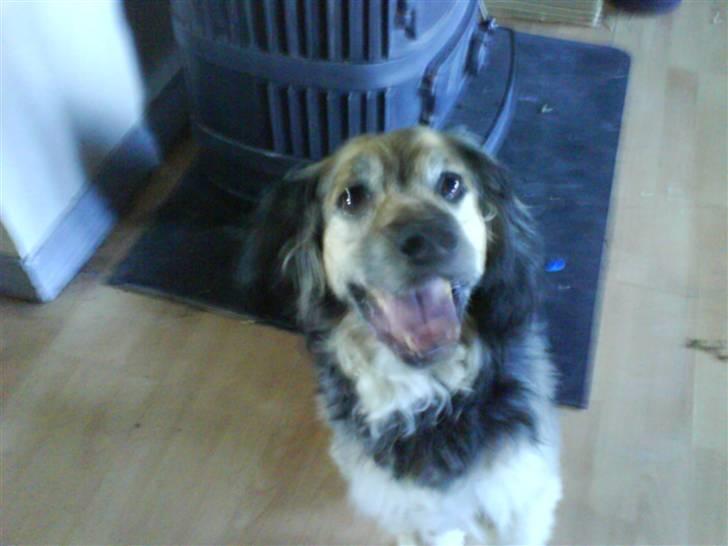 Blanding af racer Balder *fået andet hjem* - jaa det var bedre mor billede 2