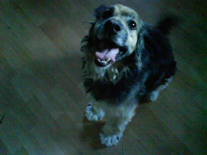 Blanding af racer Balder *fået andet hjem* - seeeeeee så sød jeg er..  billede 3