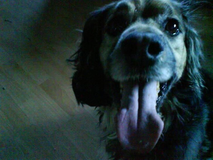 Blanding af racer Balder *fået andet hjem* - se min tunge er lang.. Hahah billede 4