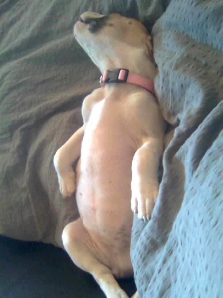 Blanding af racer Gaby billede 2