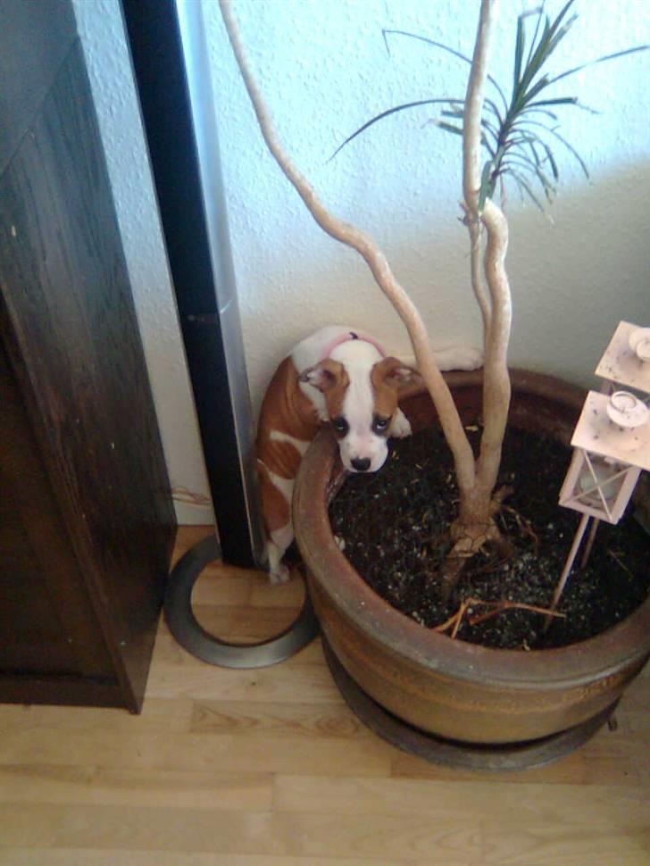 Blanding af racer Gaby billede 3