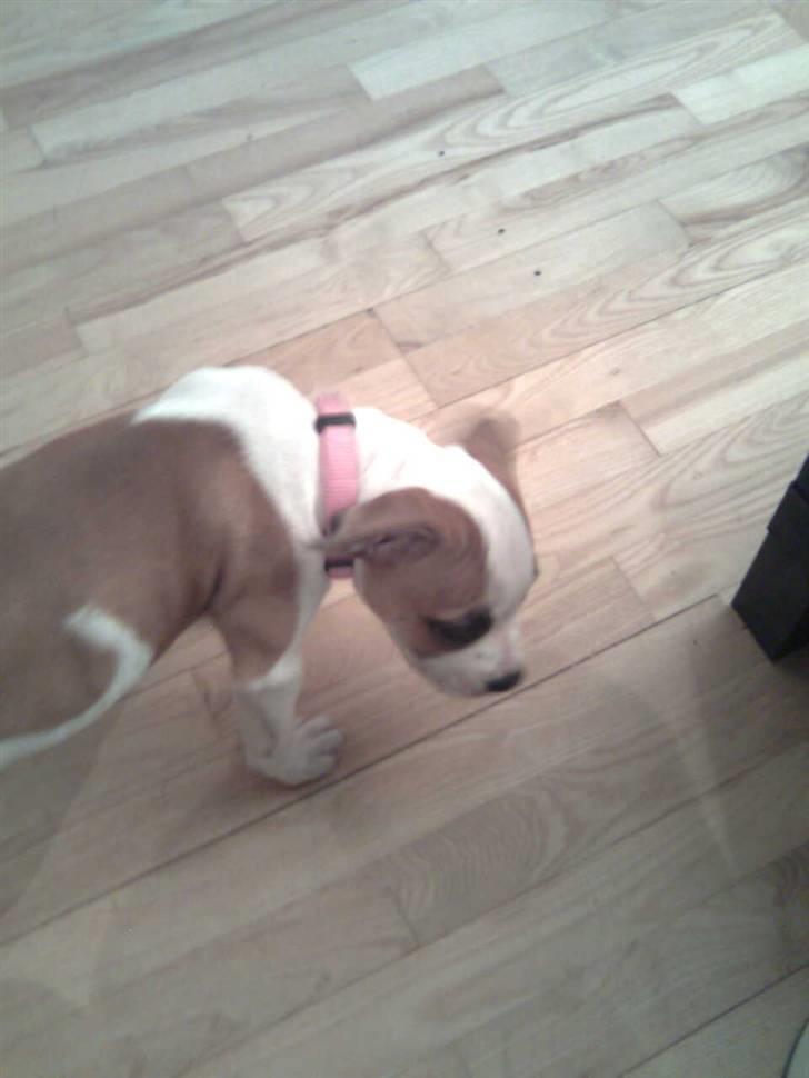 Blanding af racer Gaby billede 4