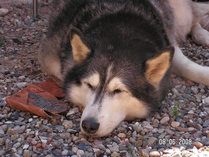 Siberian husky Moe  -  R.I.P 21/5-2009 - Jeg huggede mors dejlige lammeskinds-sutsko - de smagte rigtig godt :) billede 6