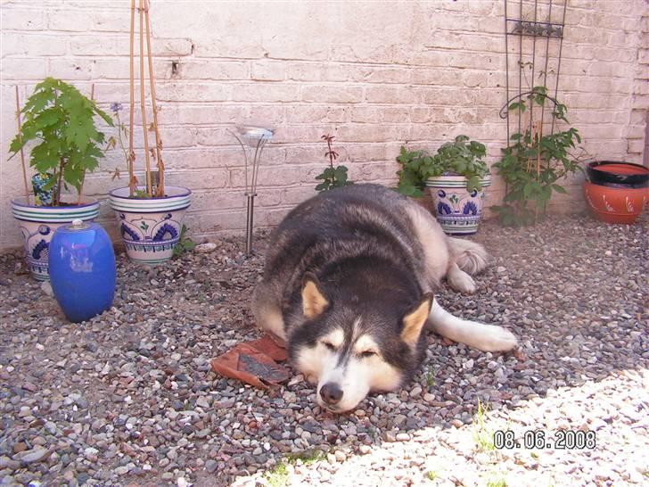 Siberian husky Moe  -  R.I.P 21/5-2009 - Driverliv billede 7
