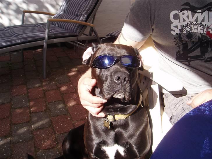 Blanding af racer Basse - Boxador - lab/box - Velkommen til min profil billede 1