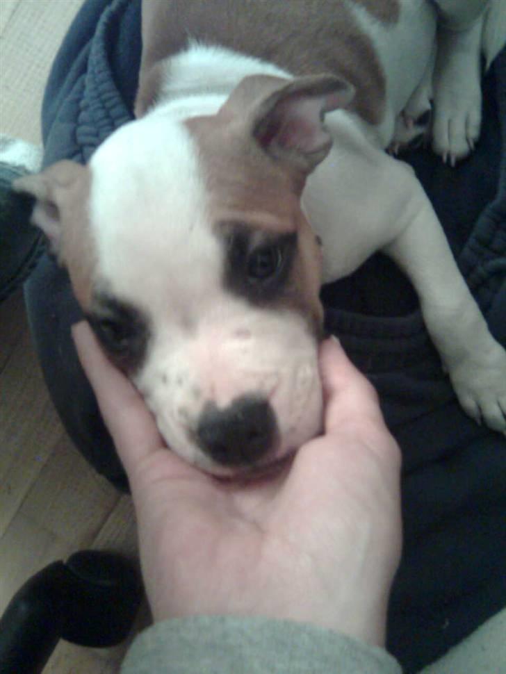 Blanding af racer Gaby billede 5