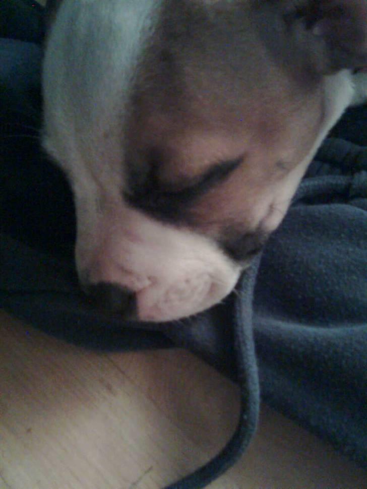 Blanding af racer Gaby billede 6