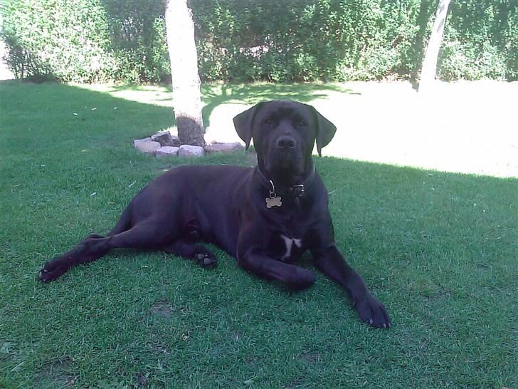 Blanding af racer Basse - Boxador - lab/box - Ahh, dejligt at ligge i haven i skyggen billede 2