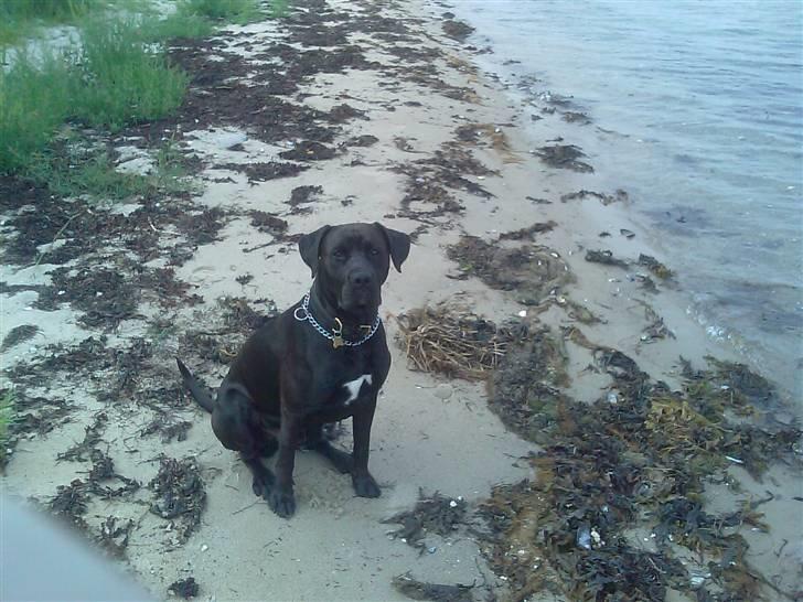 Blanding af racer Basse - Boxador - lab/box - Jeg elsker vandet og kommer her næsten dagligt.  billede 3