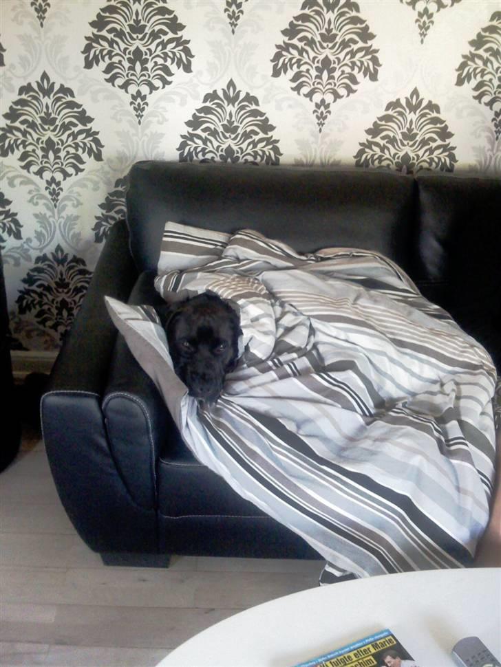 Blanding af racer Basse - Boxador - lab/box - Her får jeg lov til at ligge og putte, det er bare skønt... billede 4