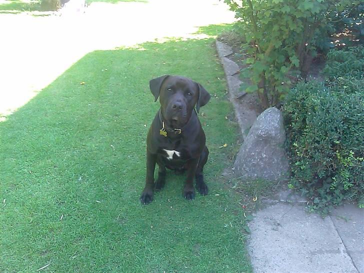 Blanding af racer Basse - Boxador - lab/box - Se hvor sød jeg er  billede 5