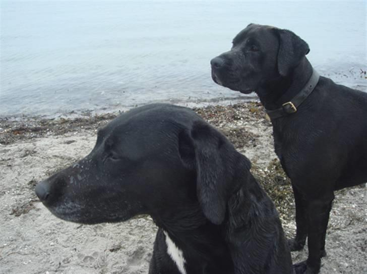 Blanding af racer Basse - Boxador - lab/box - Basse sammen med sin mor billede 6