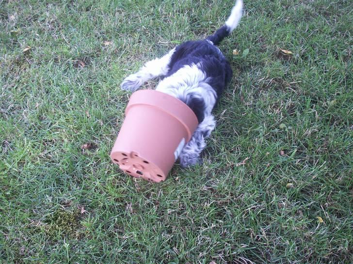 Schapendoes Dicte - Dicte´s yndlingslegetøj er urtepotter. billede 2