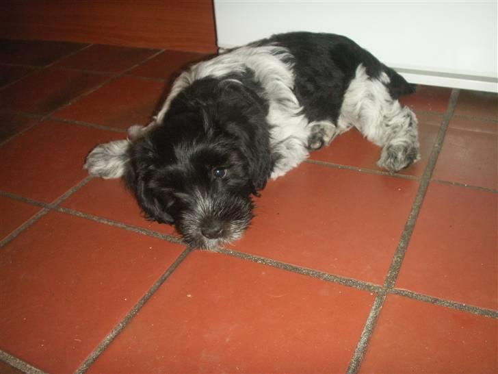 Schapendoes Dicte - Dicte nyder at ta sig en slapper på køkkengulvet. billede 3