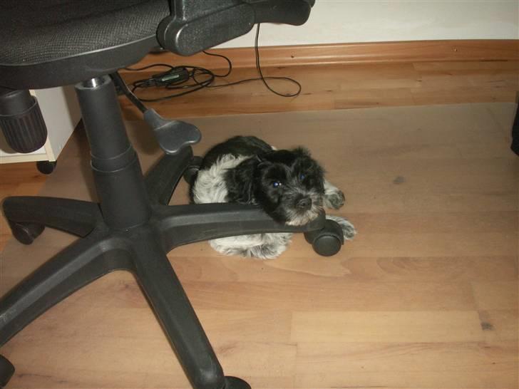 Schapendoes Dicte - Dicte ynder som enhver schapendoes at have noget under hovedet når hun hviler sig. billede 4