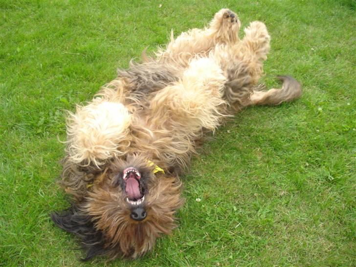 Briard >> † Cheri Aflivet †  << - dræber hunden ruller sig (bare rolig hun gør ikke en flue fortræd) billede 16