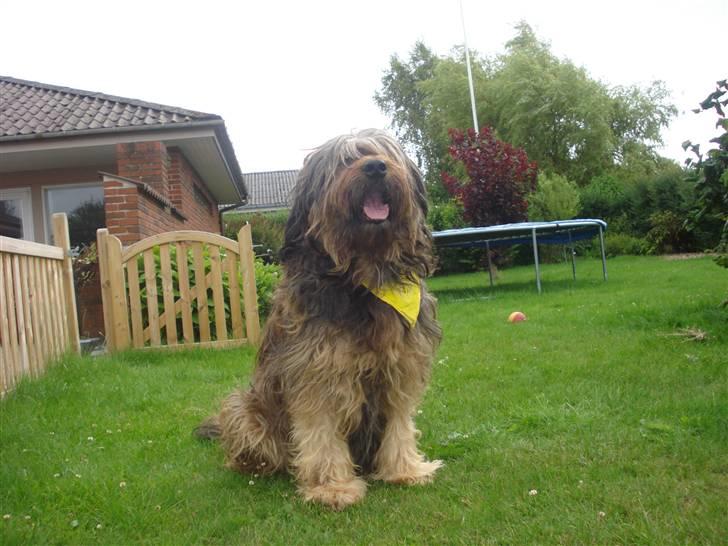 Briard >> † Cheri Aflivet †  << - dada:) cheri nu med trampolin udsigt billede 17