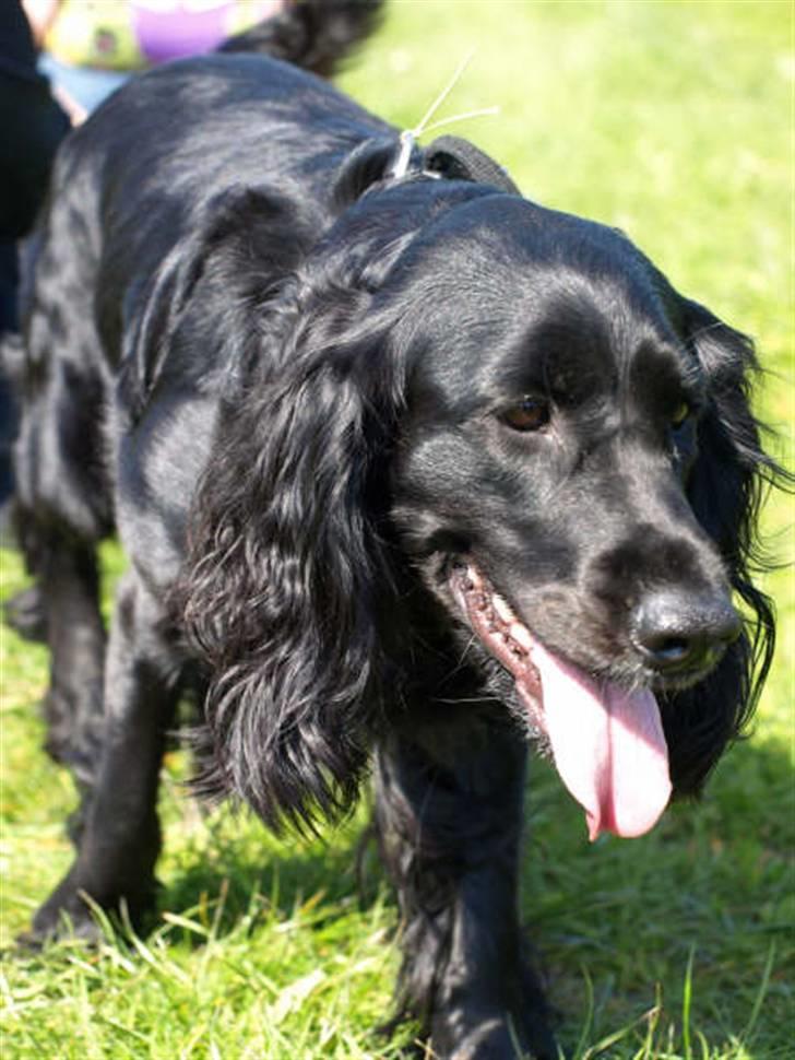 Blanding af racer Zenta billede 13