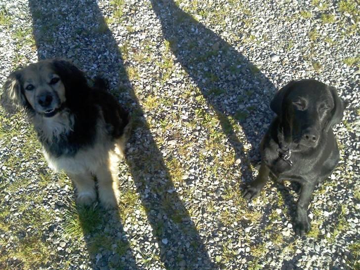 Blanding af racer Balder *fået andet hjem* - arh... den sol ! :D billede 5