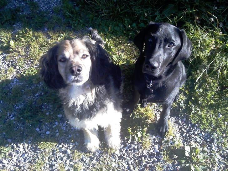 Blanding af racer Balder *fået andet hjem* - Ja, vi var tidligt oppe...! billede 6