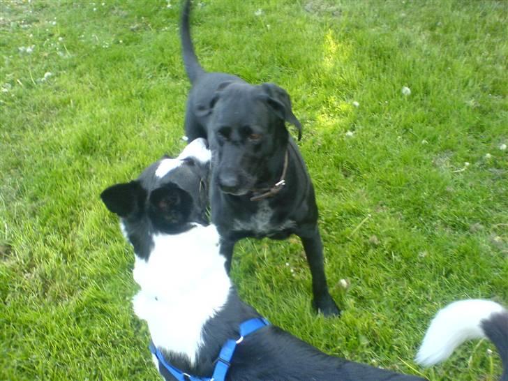 Border collie Dundee - min fine legekammerat billede 17