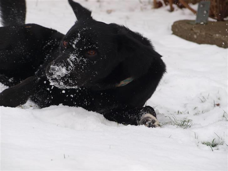 Blanding af racer Buster - 1. Velkommen til Busters Profil :D   Vinter 09 billede 1