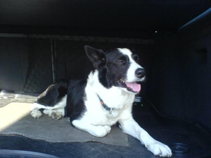 Border collie Dundee - puha.. det er min bil billede 18