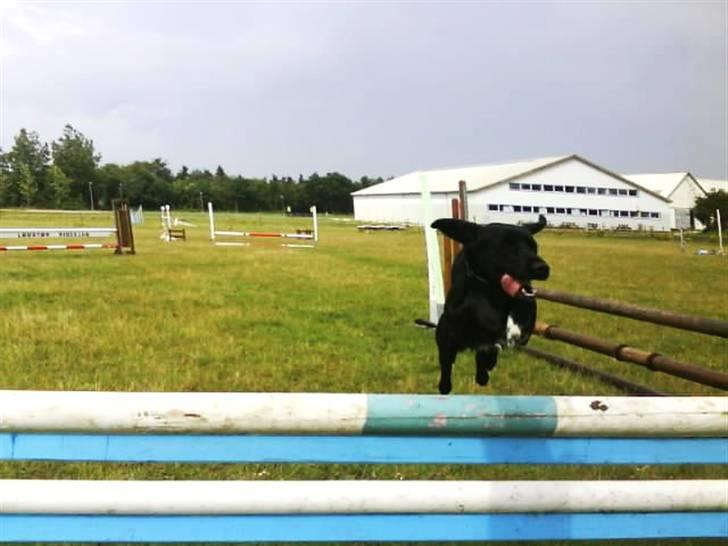 Blanding af racer Buster - 2. Buster oppe på rideskolen :p Hopper 100 cm.  <3  billede 2