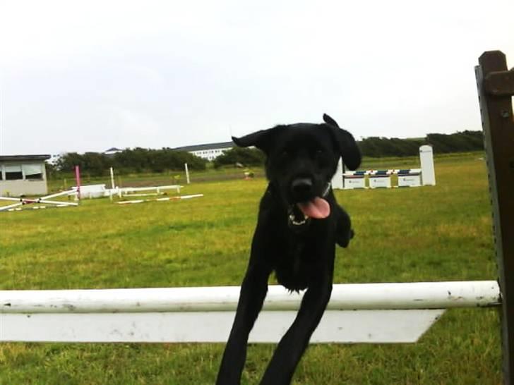 Blanding af racer Buster - 3. Haha xD Jeres første indtryk af Buster hvis i møder ham! :p <3 billede 3