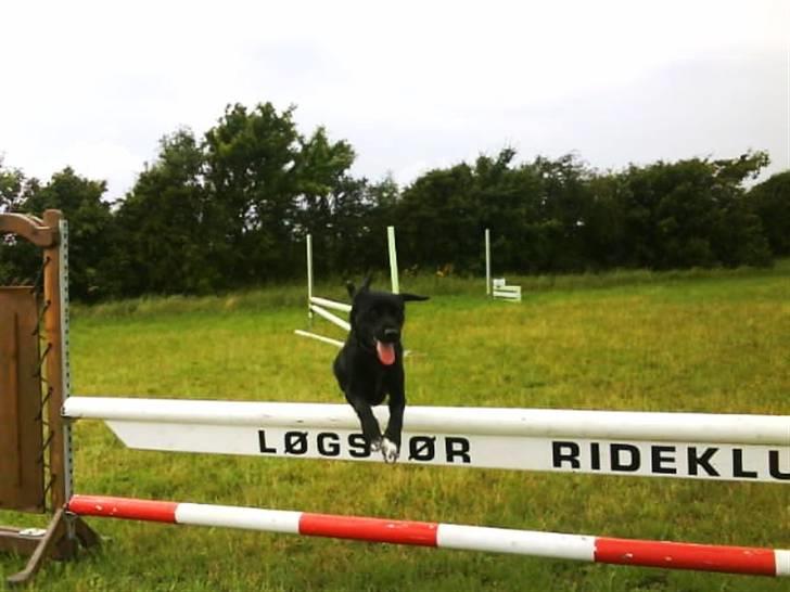 Blanding af racer Buster - 4. Lidt reklame skal der også være plads til :p Heeh billede 4