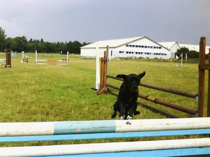 Blanding af racer Buster - 5. FLOT SPRING! FLOT! forpoterne mellem bagbenene! Rigtig godt Buster! xD billede 5