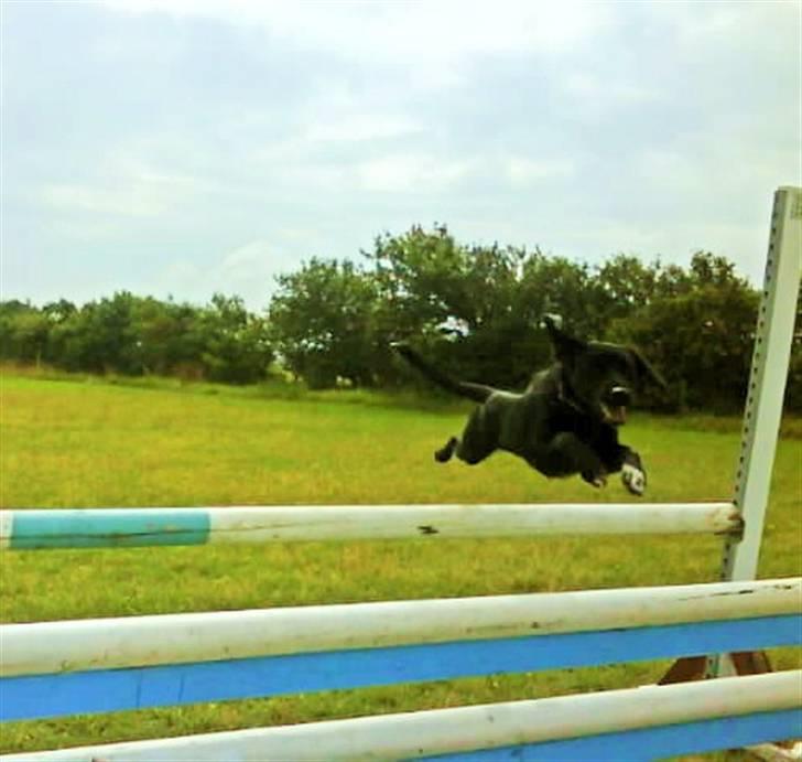 Blanding af racer Buster - 6. bagvendt oxer 90 cm. billede 6