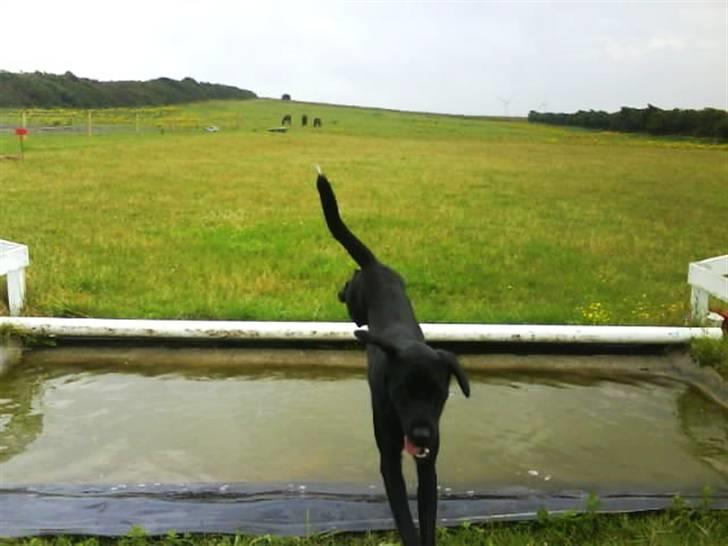 Blanding af racer Buster - 7. Vandgrav <3 billede 7