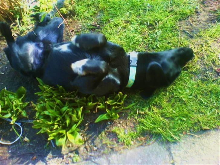 Blanding af racer Buster - 8. Buster ruller sig i haven xD Hehe billede 8