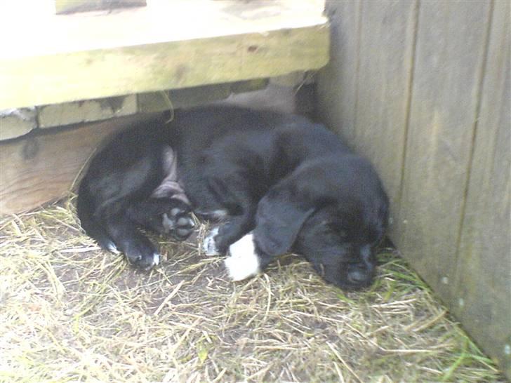 Blanding af racer Buster - 9. Nuur ;p Han sover (hvalpe billede) billede 9