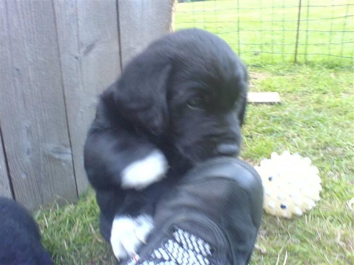 Blanding af racer Buster - 10. Da han var bette ;p billede 10