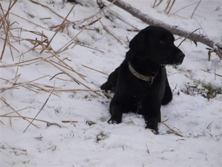 Blanding af racer Buster - 11. Buster i sneen ;D billede 11