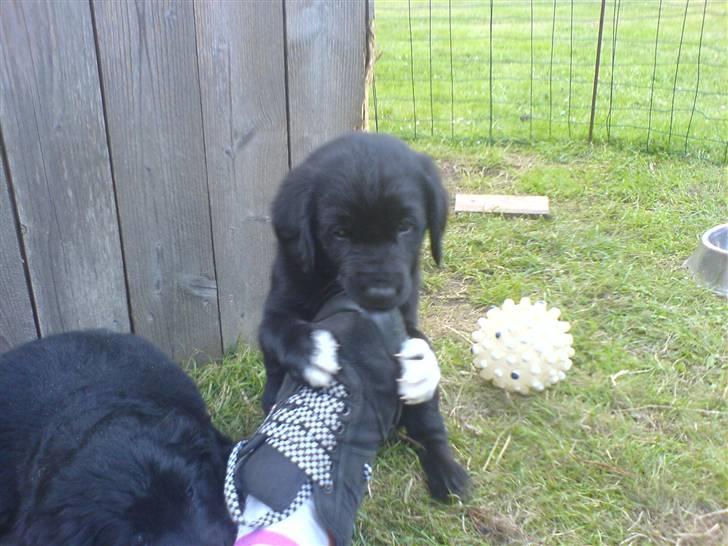 Blanding af racer Buster - 12. ummh.! SKO xD <3 billede 12