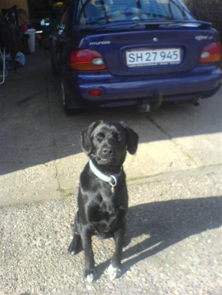 Blanding af racer Buster - 13. Arg! Li i øjnerne xD billede 13