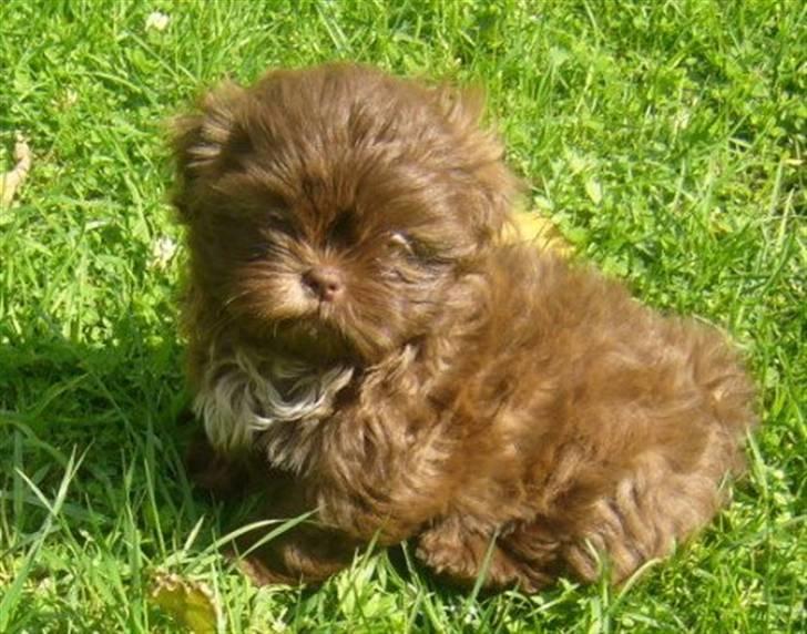 Shih tzu Bella billede 1