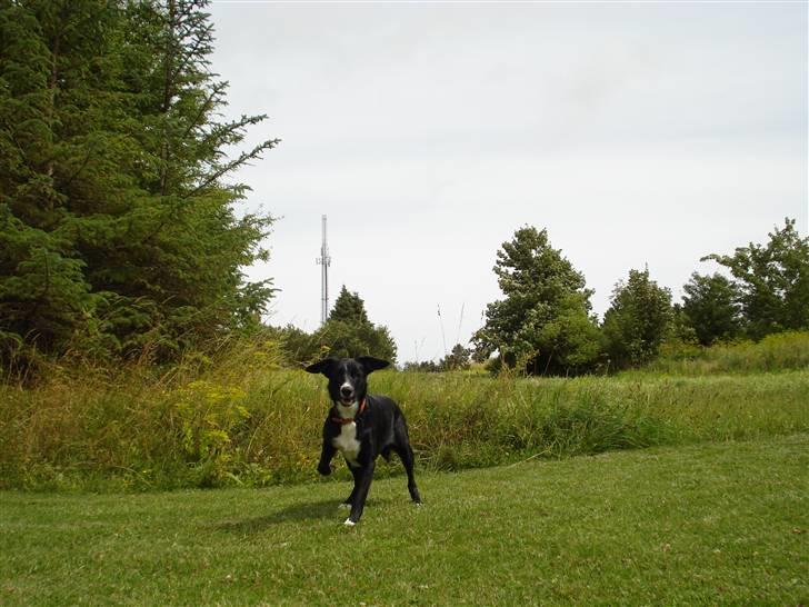 Border collie Trille billede 5