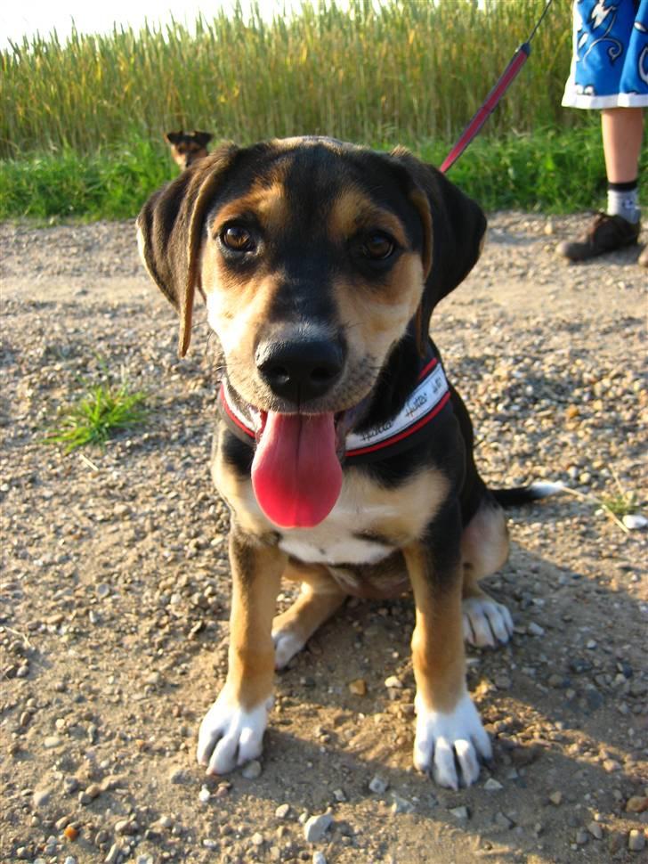 Blanding af racer Nuser billede 14