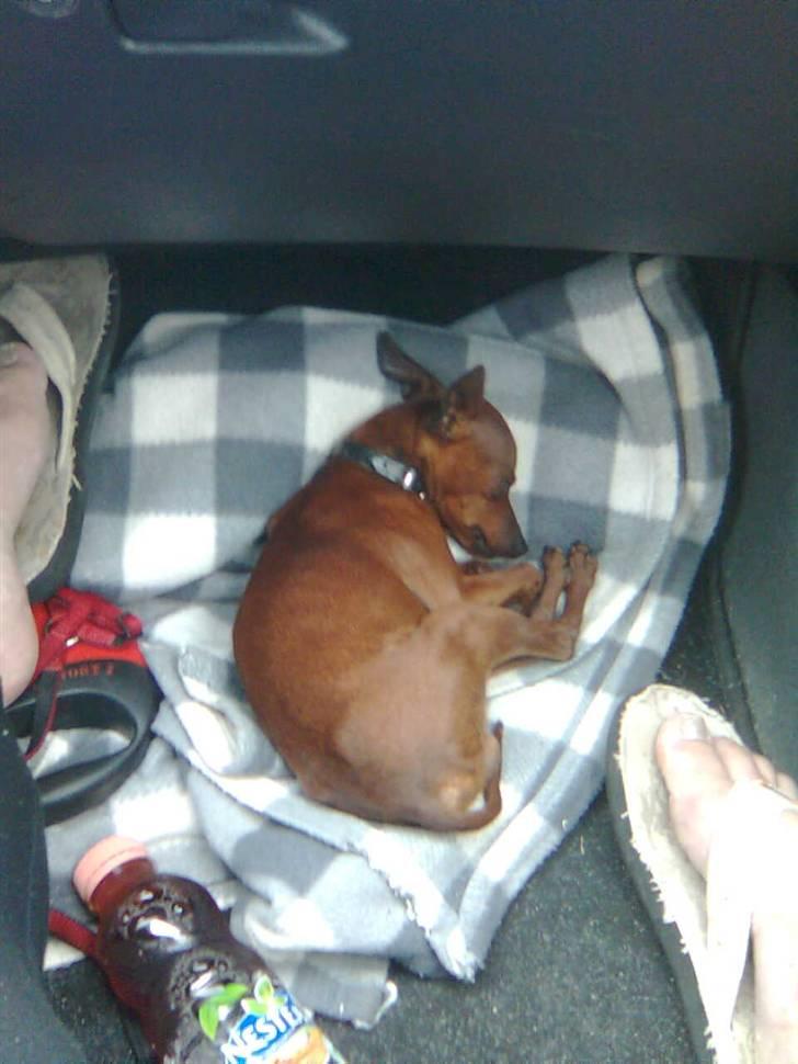 Dvaergpinscher Fifi billede 16