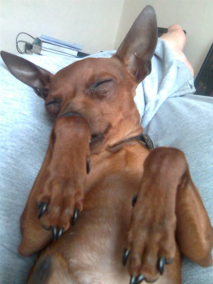 Dvaergpinscher Fifi billede 17